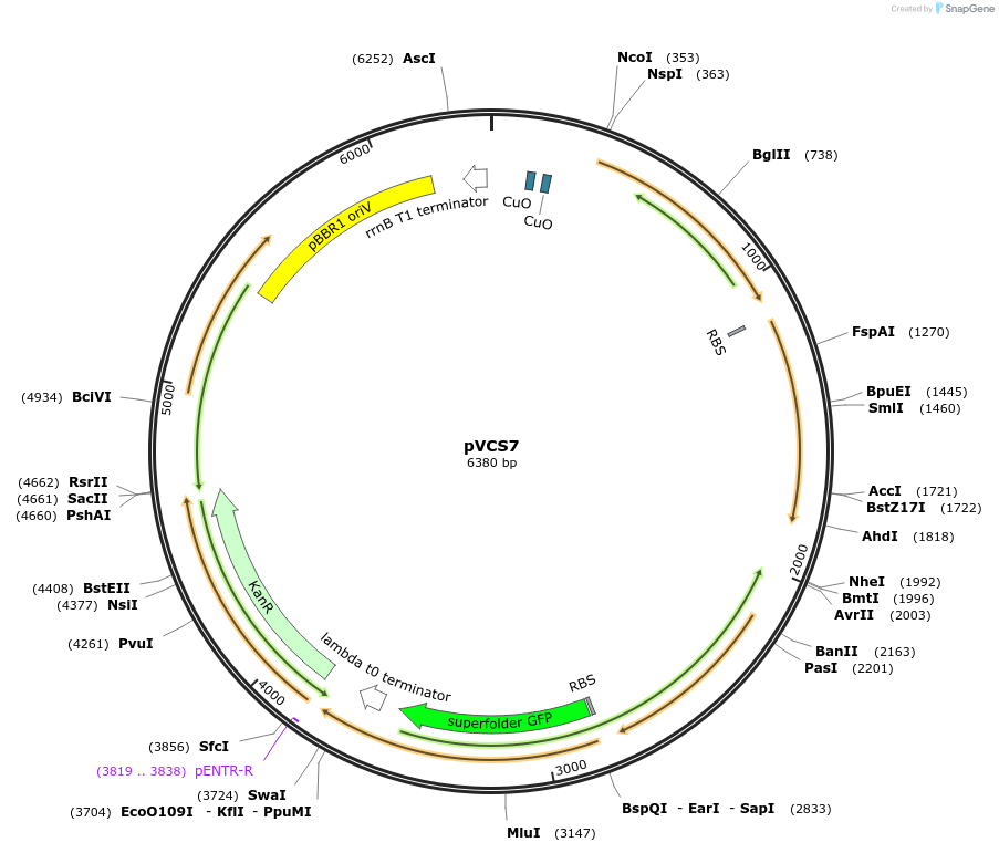 231621-plasmid-map-sequence-id-491218