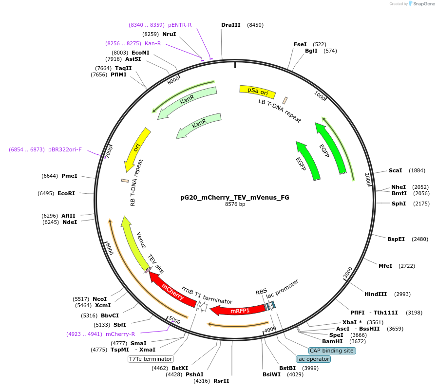 240673-plasmid-map-sequence-id-491244