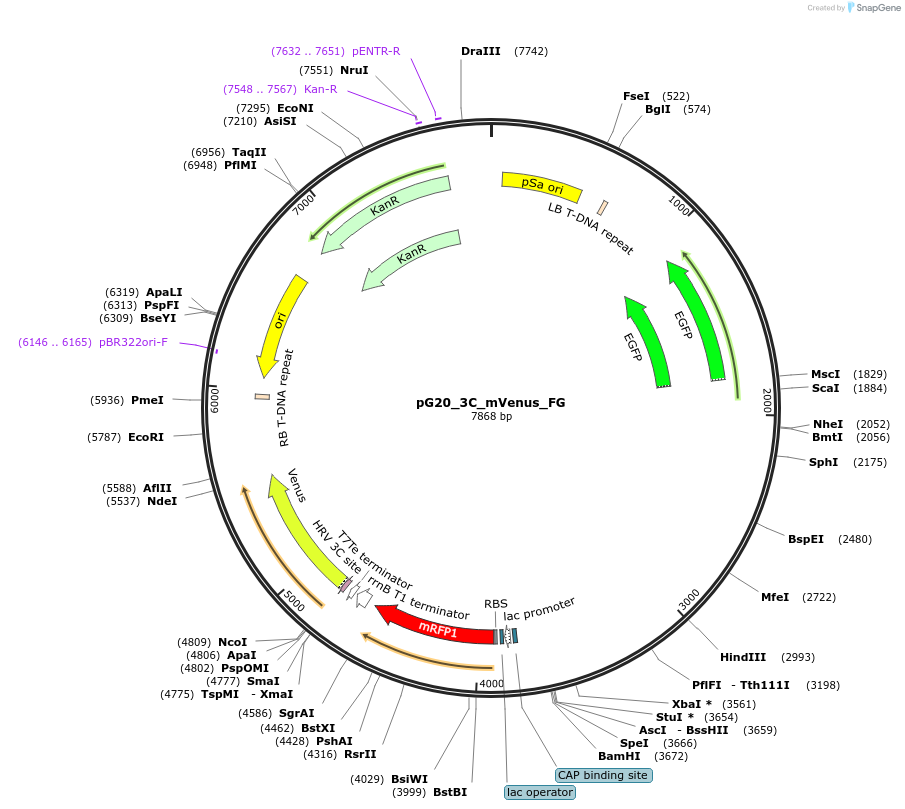 240679-plasmid-map-sequence-id-491247