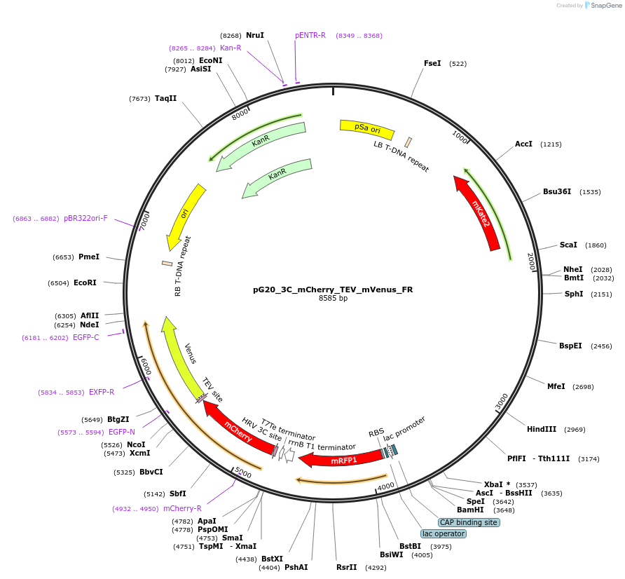 240664-plasmid-map-sequence-id-491249