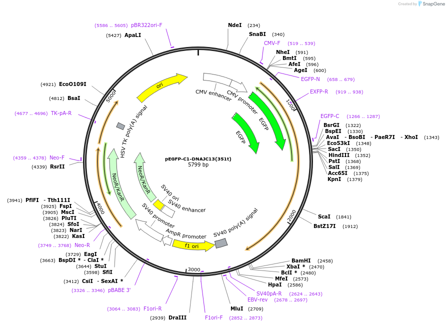 246666-plasmid-map-sequence-id-491256