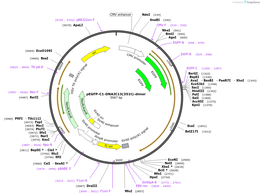 246667-plasmid-map-sequence-id-491258