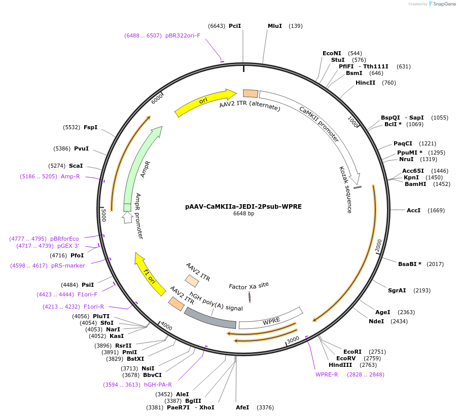 247180-plasmid-map-sequence-id-491260