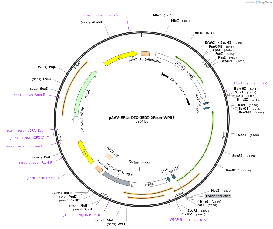 247224-plasmid-map-sequence-id-491262