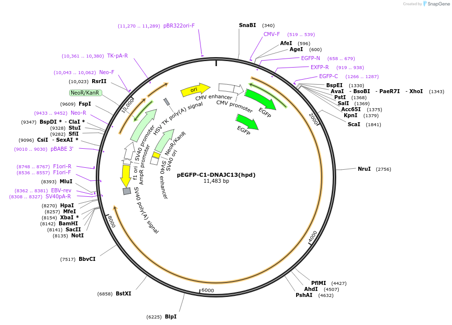 246663-plasmid-map-sequence-id-491267