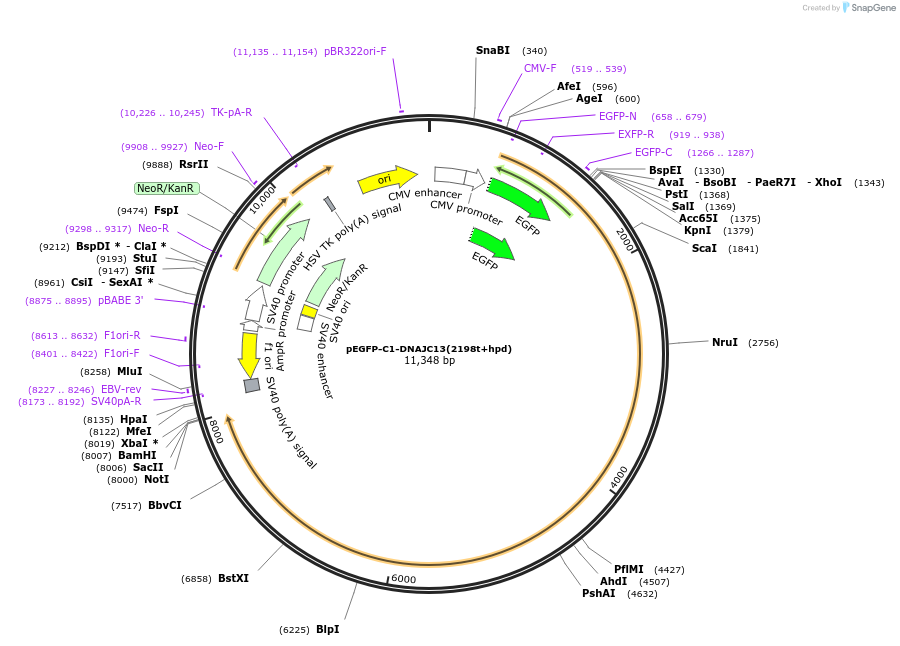 246664-plasmid-map-sequence-id-491268