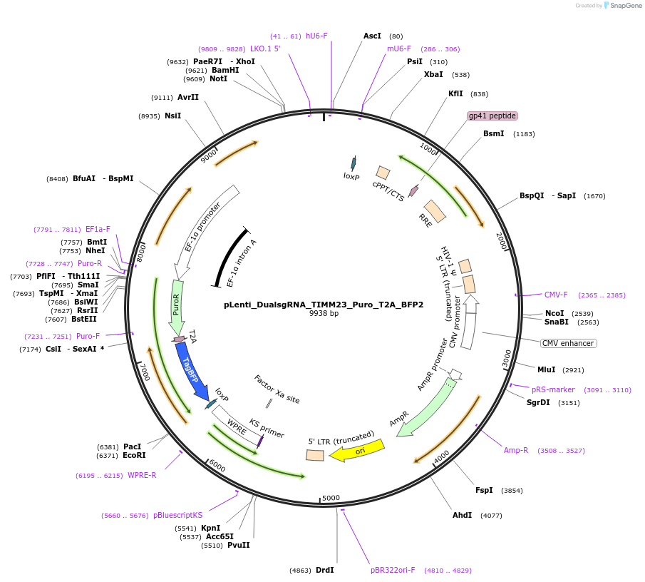 236731-plasmid-map-sequence-id-491273