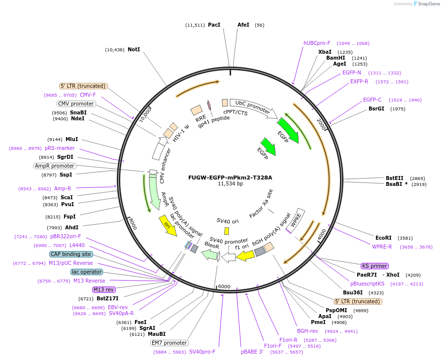 242813-plasmid-map-sequence-id-491275