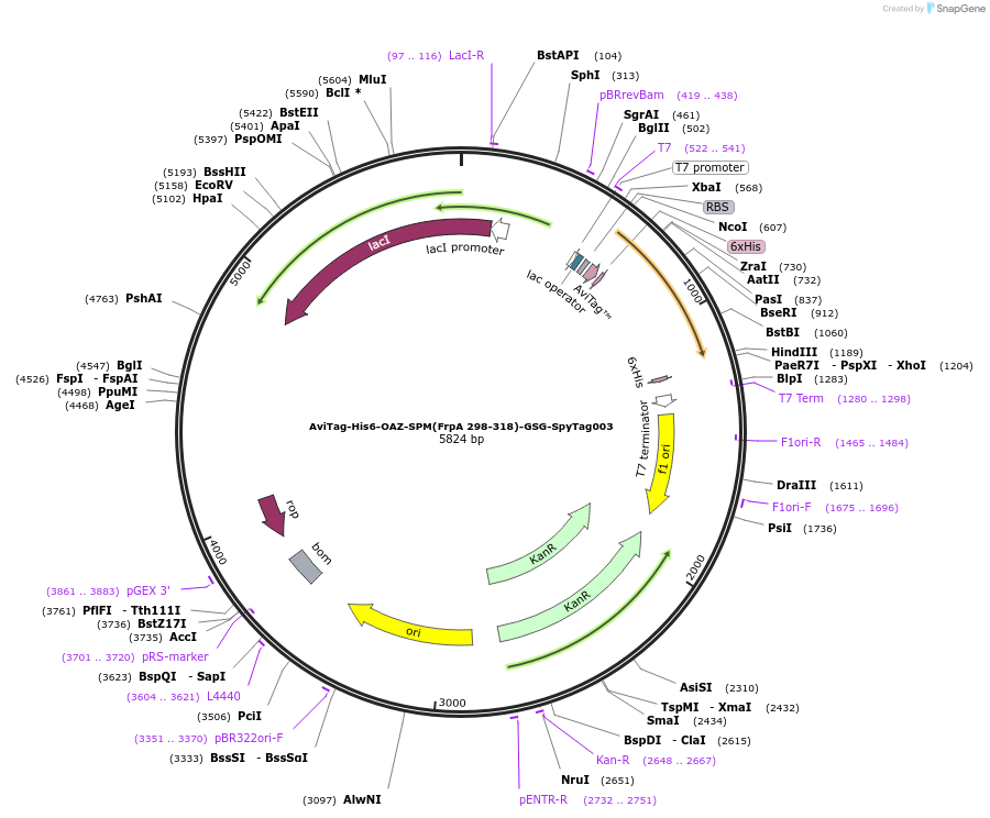 246647-plasmid-map-sequence-id-491279