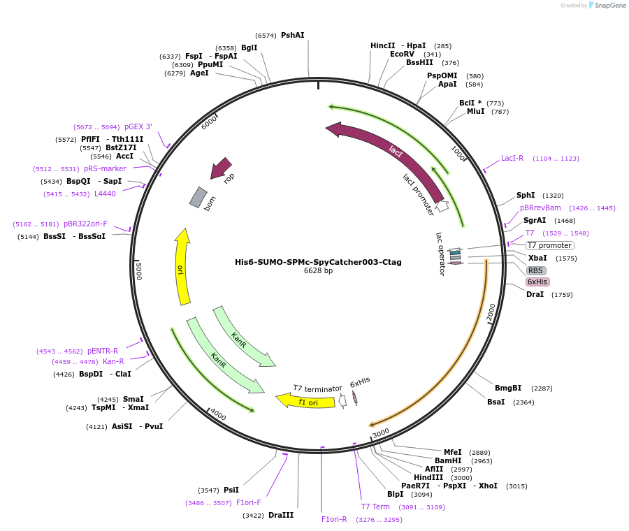 246648-plasmid-map-sequence-id-491284