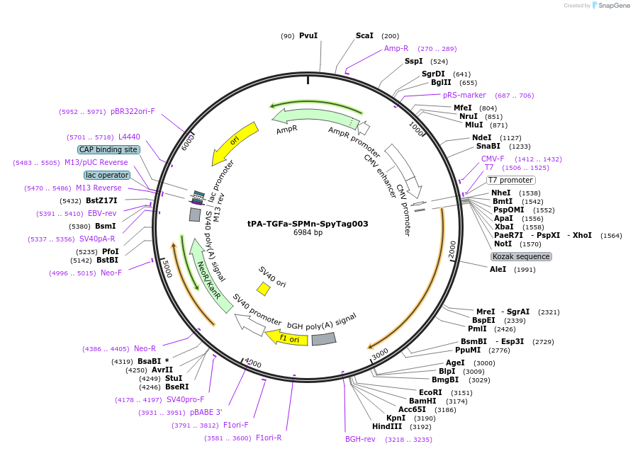 246649-plasmid-map-sequence-id-491286