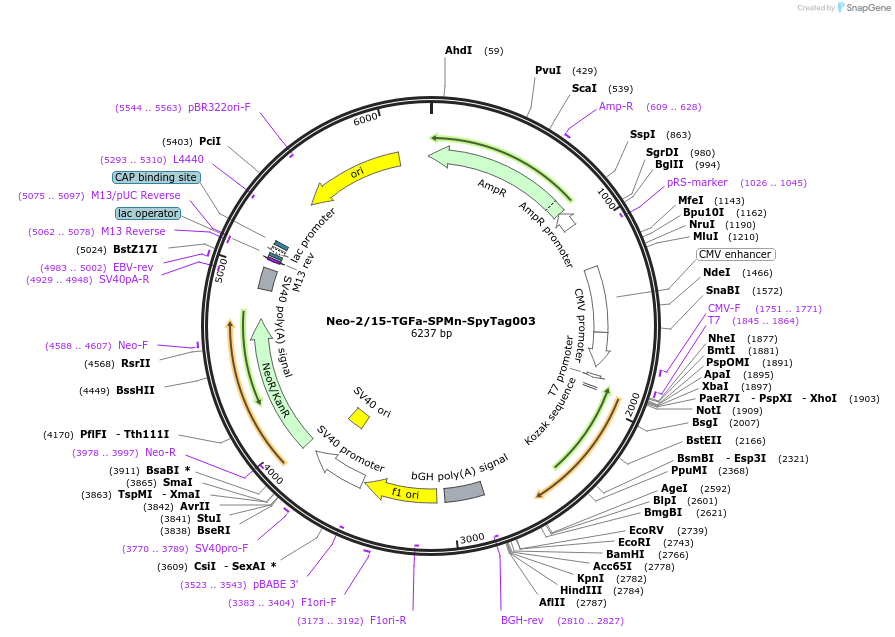 246650-plasmid-map-sequence-id-491288