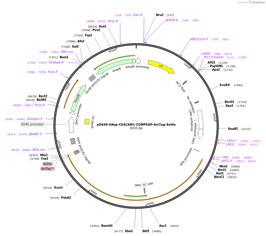 157390-plasmid-map-sequence-id-491299