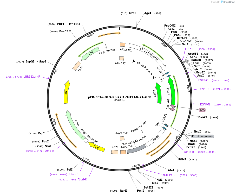 245377-plasmid-map-sequence-id-491301