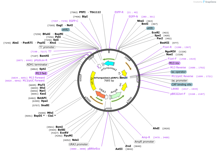 246455-plasmid-map-sequence-id-491306