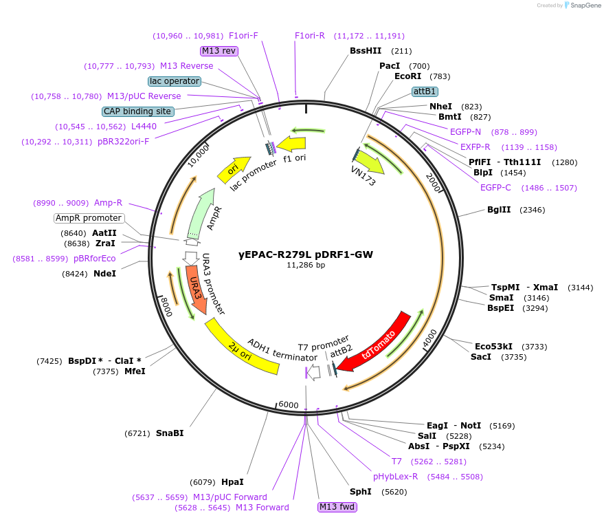 246454-plasmid-map-sequence-id-491307