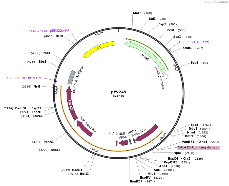 246448-plasmid-map-sequence-id-491311