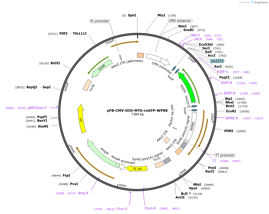 245375-plasmid-map-sequence-id-491312