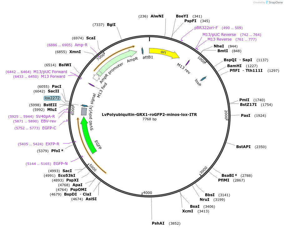 247292-plasmid-map-sequence-id-491315