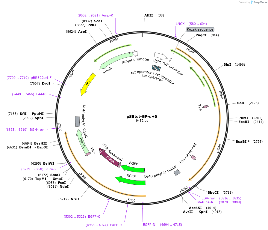 247177-plasmid-map-sequence-id-491317