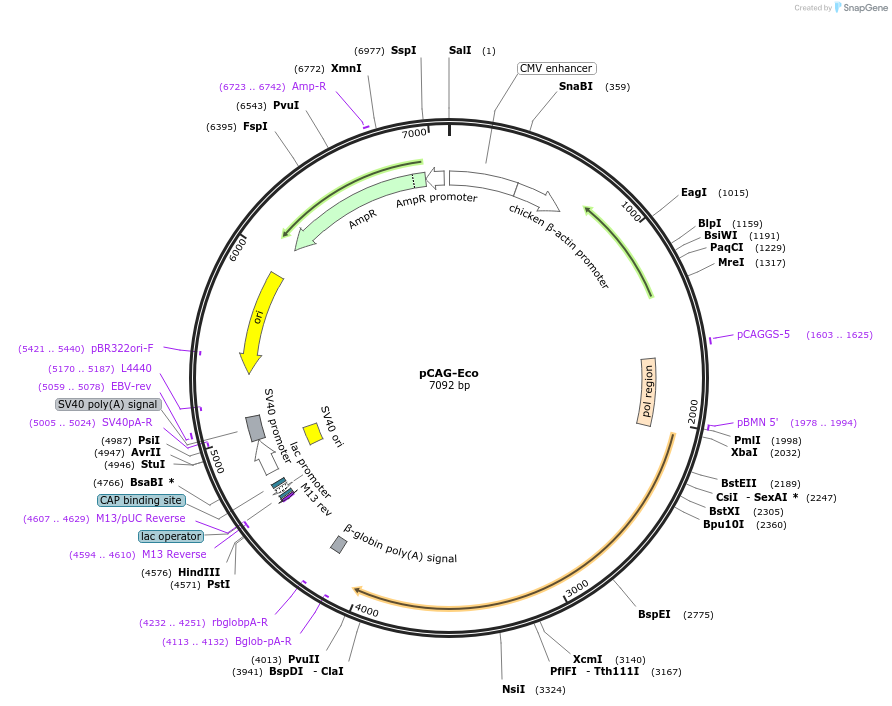 35617-plasmid-map-sequence-id-491367