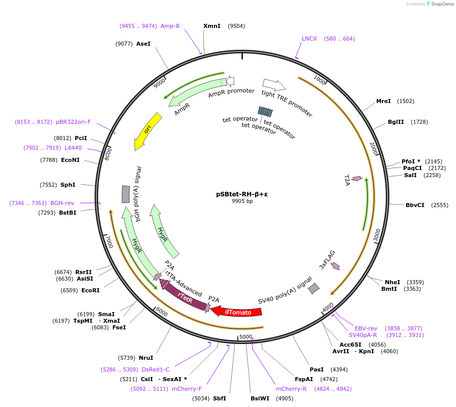 247178-plasmid-map-sequence-id-491383