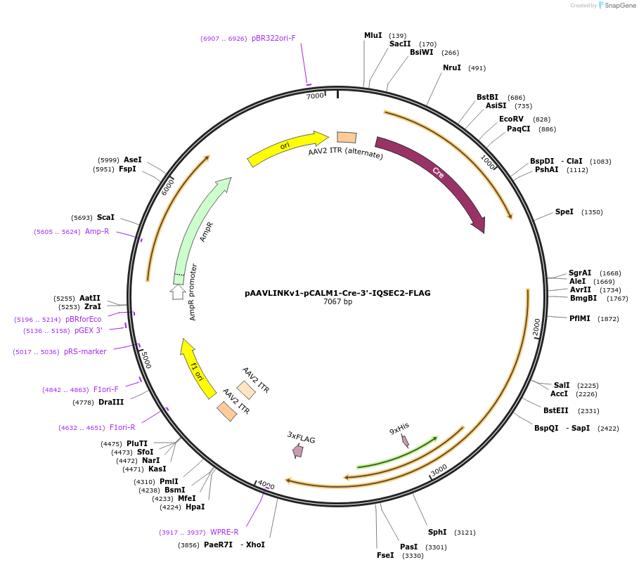 244257-plasmid-map-sequence-id-491390