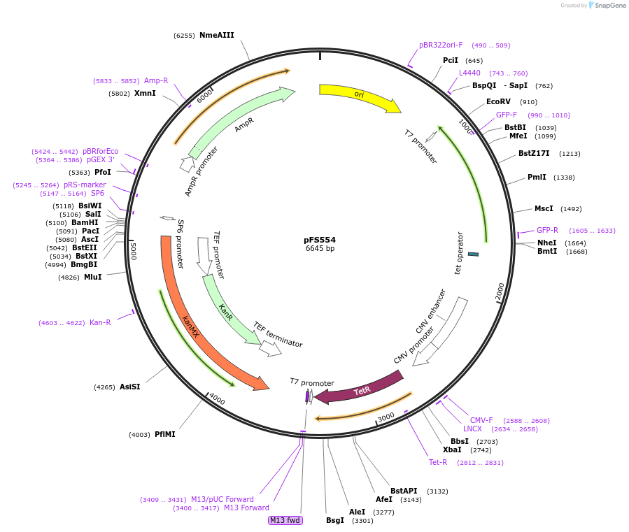 242854-plasmid-map-sequence-id-491391