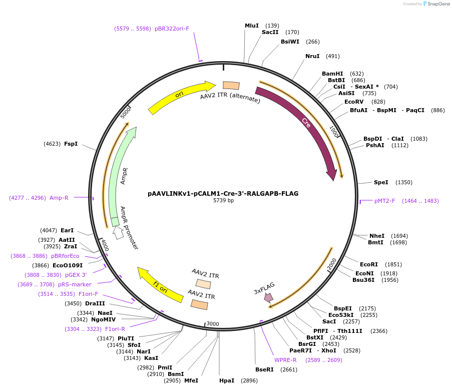 244259-plasmid-map-sequence-id-491392