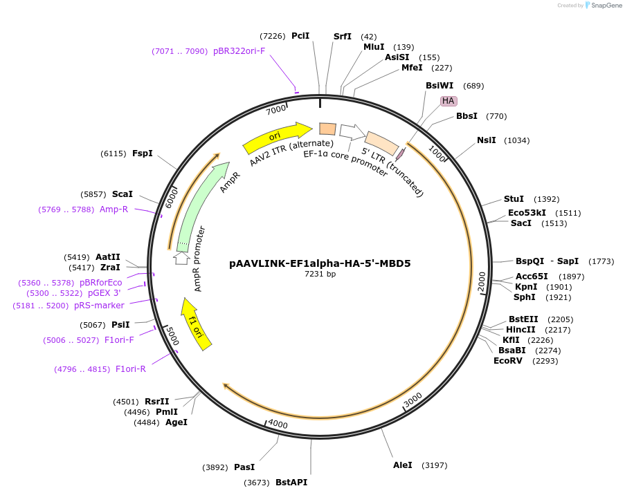 244260-plasmid-map-sequence-id-491395