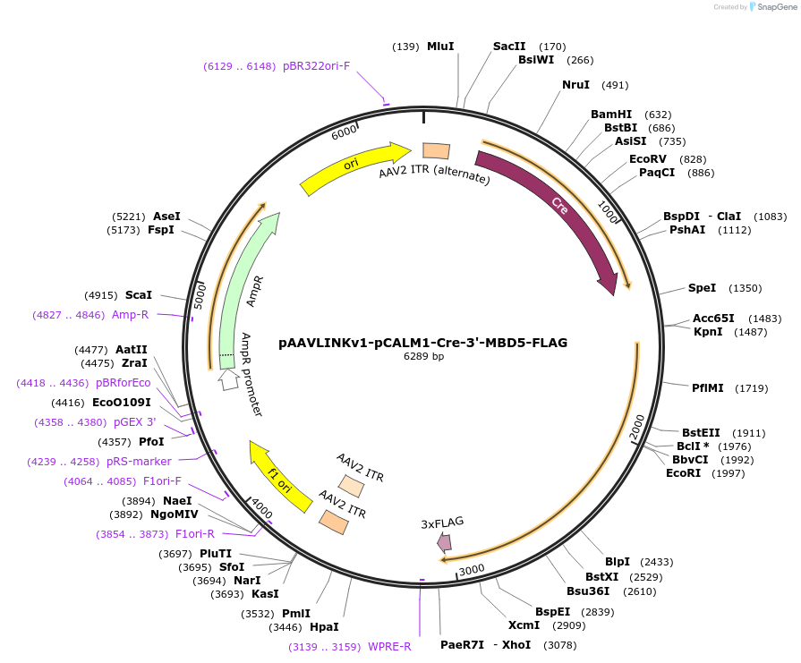 244261-plasmid-map-sequence-id-491396