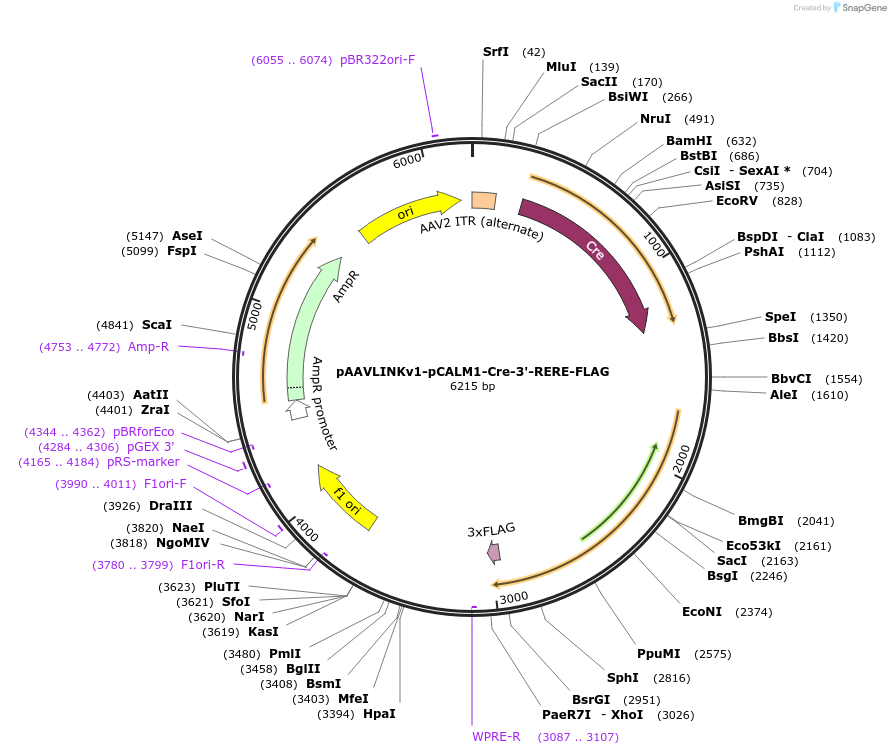 244263-plasmid-map-sequence-id-491399