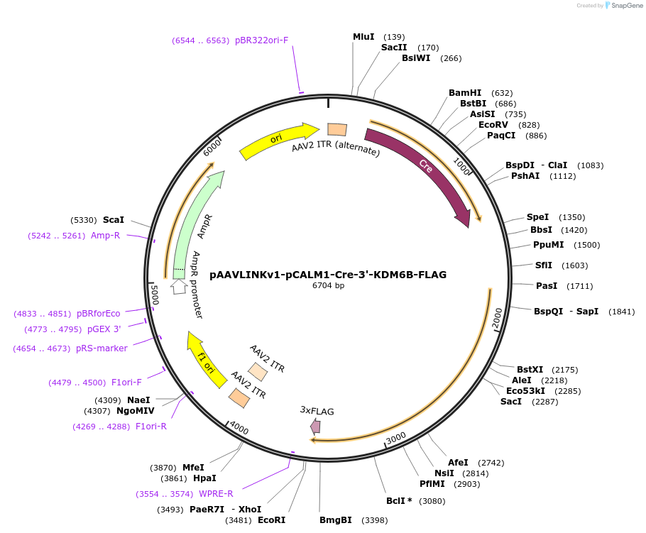 244269-plasmid-map-sequence-id-491420
