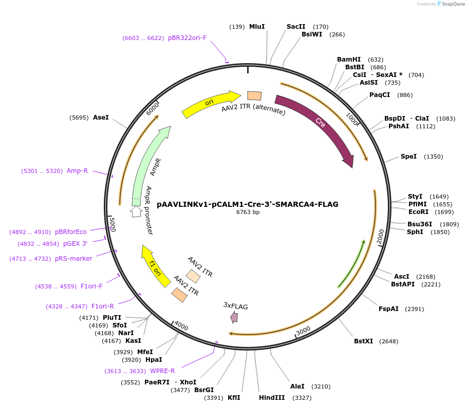 244271-plasmid-map-sequence-id-491421
