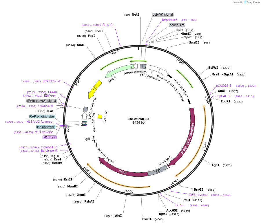 140506-plasmid-map-sequence-id-491425