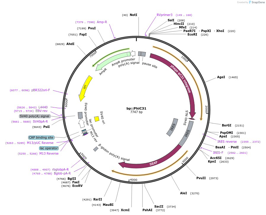 140505-plasmid-map-sequence-id-491429