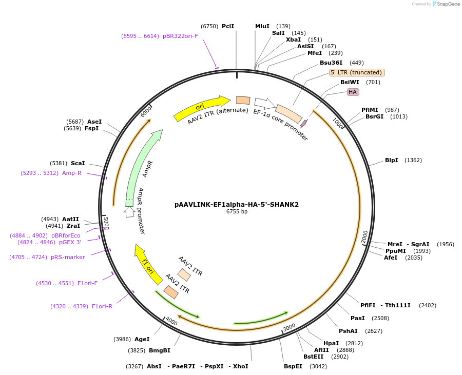 244280-plasmid-map-sequence-id-491430
