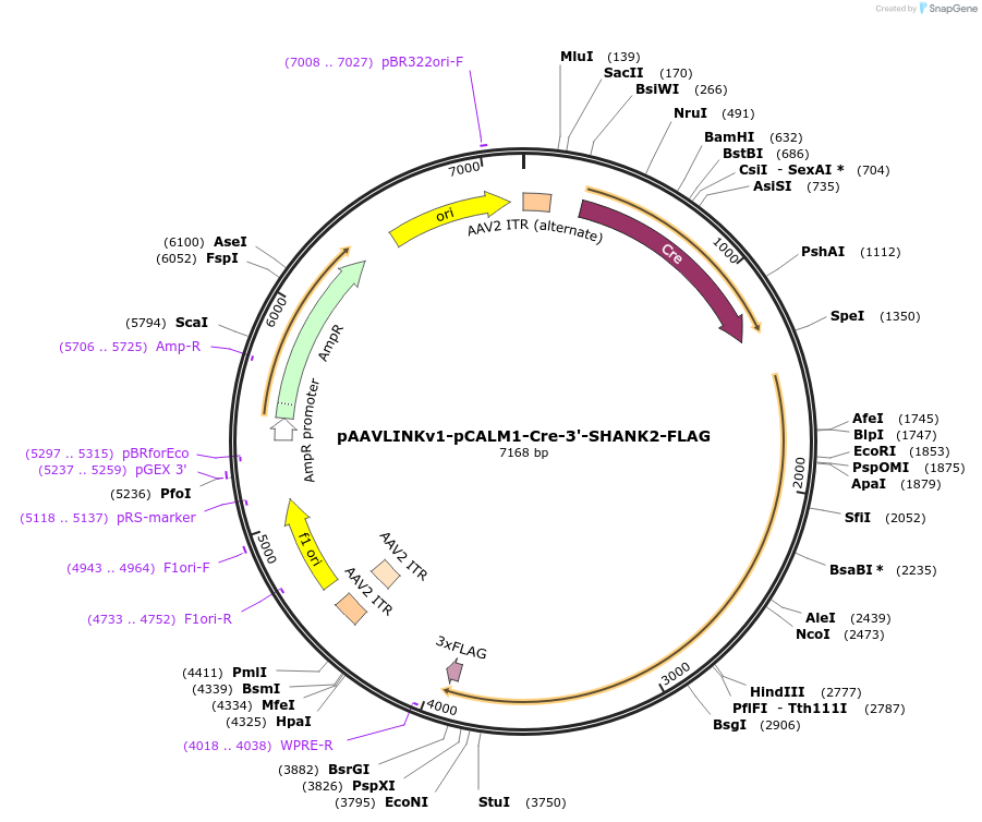 244281-plasmid-map-sequence-id-491432