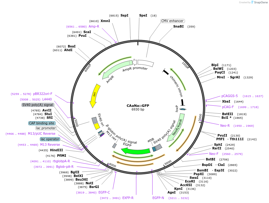 140507-plasmid-map-sequence-id-491434
