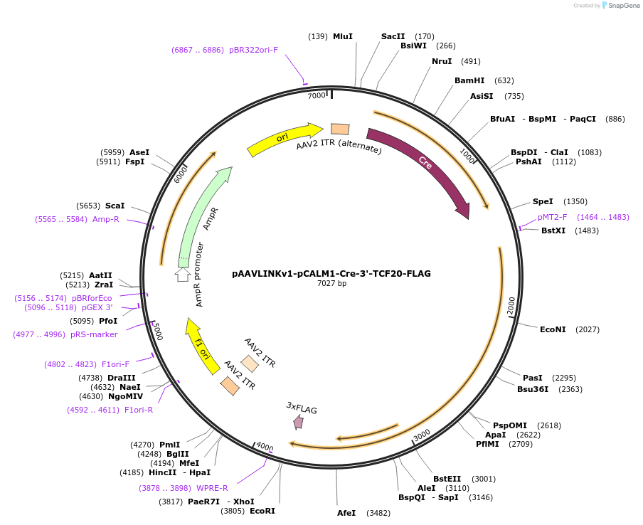 244285-plasmid-map-sequence-id-491436