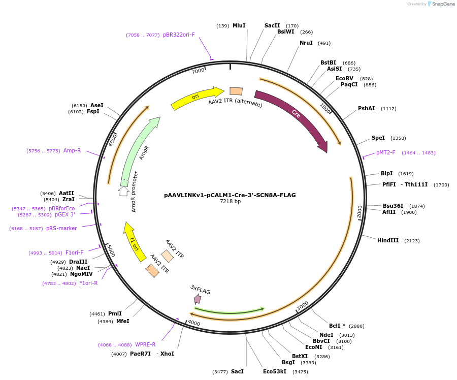 244287-plasmid-map-sequence-id-491437
