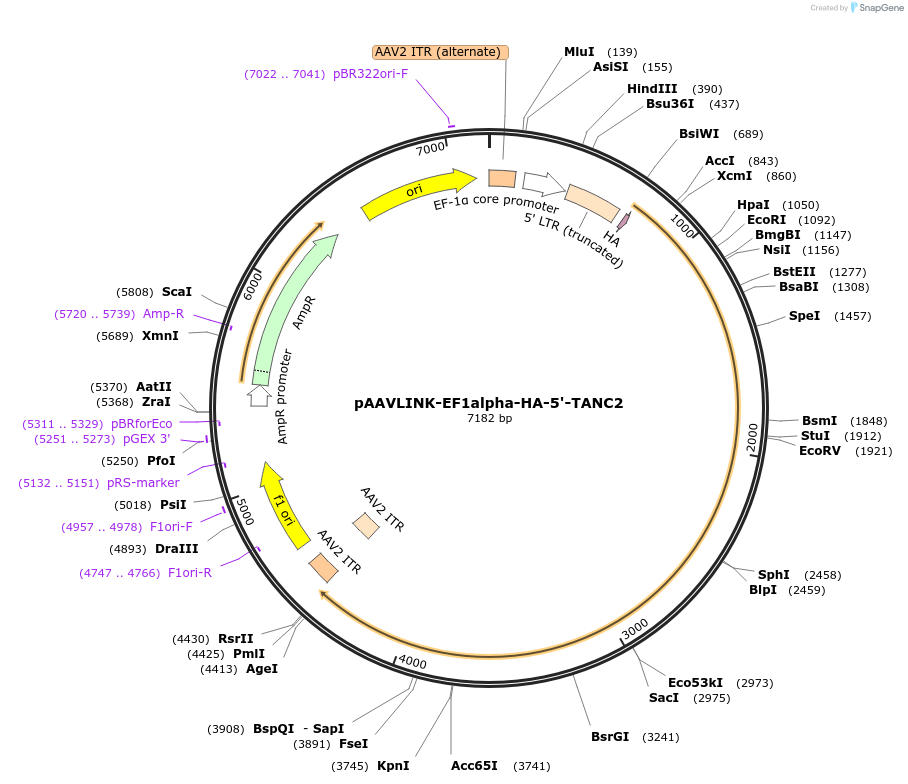 244288-plasmid-map-sequence-id-491439