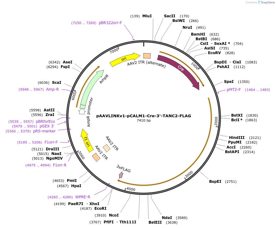 244289-plasmid-map-sequence-id-491441