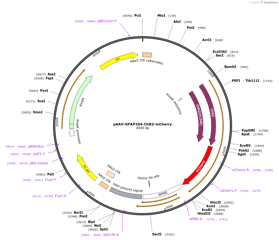 58892-plasmid-map-sequence-id-491442