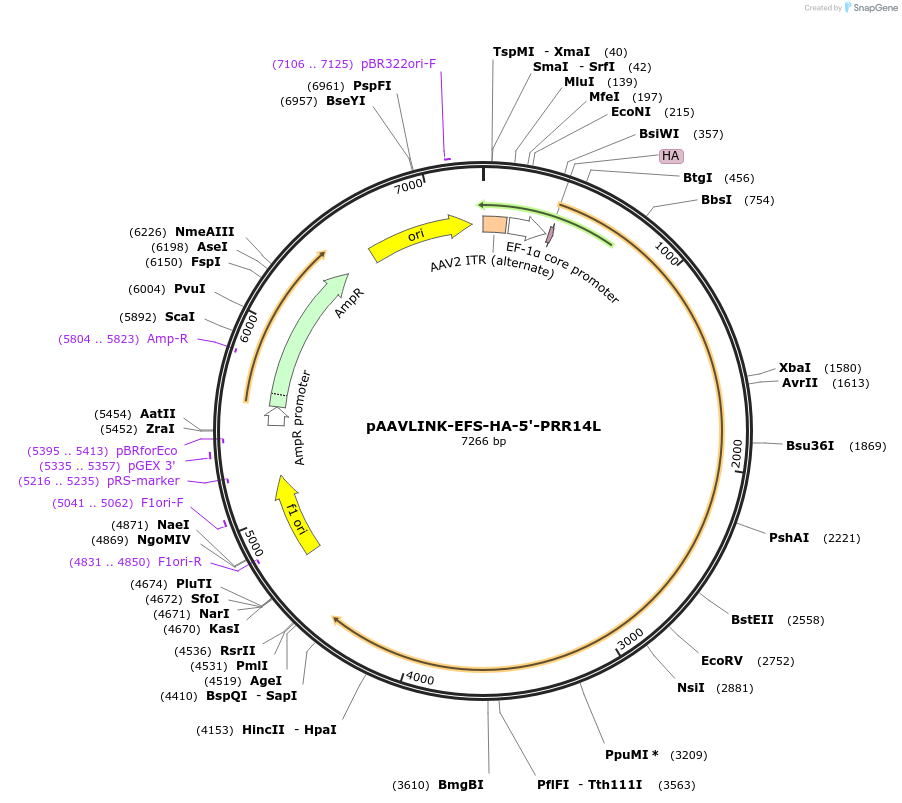 244292-plasmid-map-sequence-id-491443