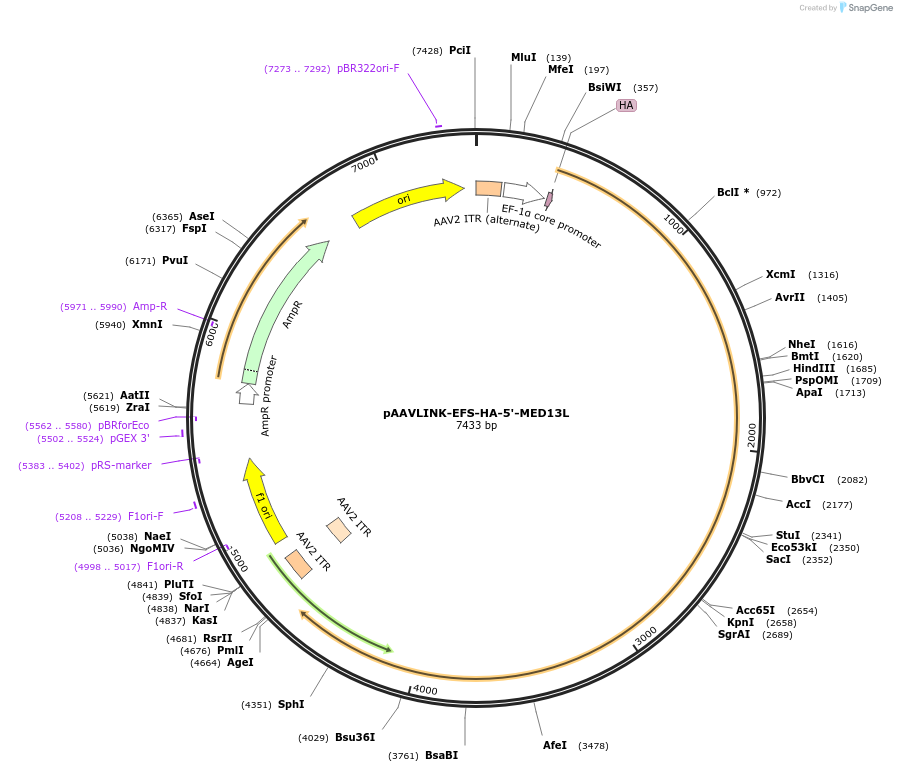 244294-plasmid-map-sequence-id-491446