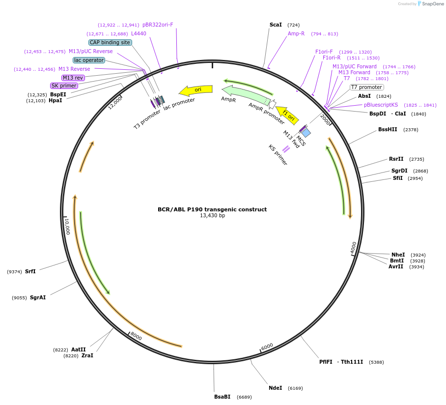 38185-plasmid-map-sequence-id-491483