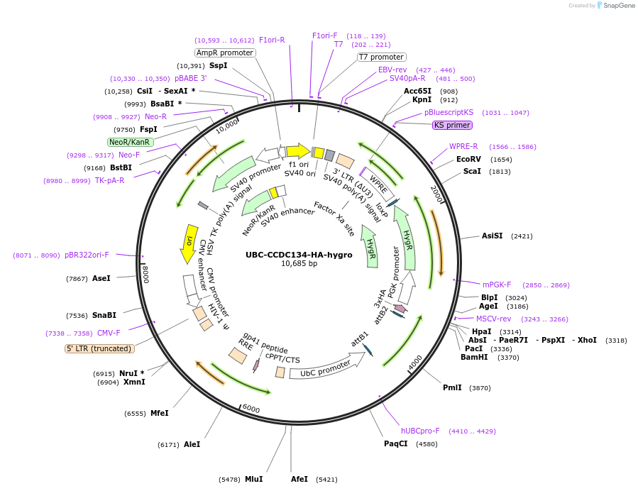 246904-plasmid-map-sequence-id-491494