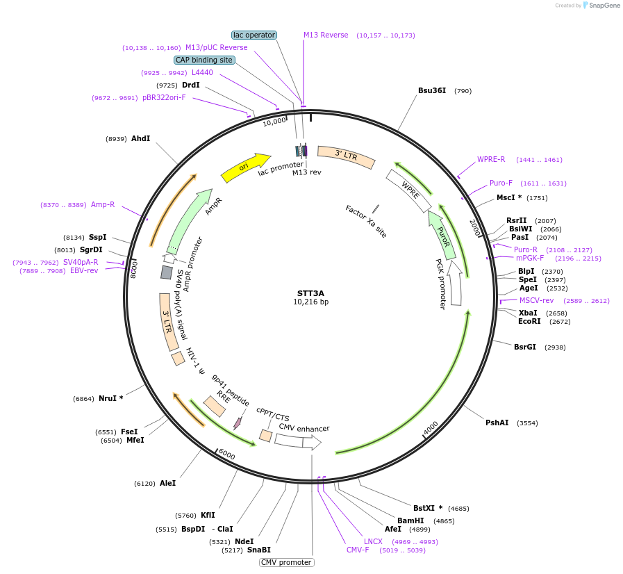 246911-plasmid-map-sequence-id-491510