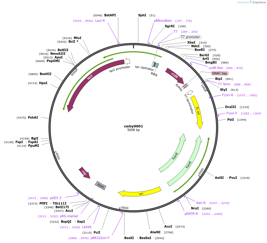232210-plasmid-map-sequence-id-491524